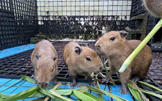 新竹市立動物園添6成員  絨鼠、水豚寶寶誕生