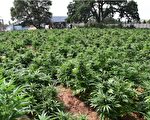 洛杉磯縣清除沙漠非法大麻種植點 105人被捕