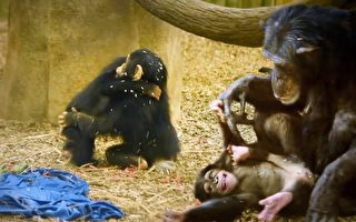 小猩猩與不會照顧它的媽媽分開 擁抱新家庭