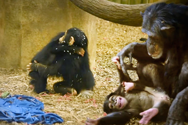 小猩猩與不會照顧它的媽媽分開 擁抱新家庭