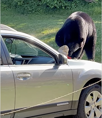新罕州黑熊 入車偷吃麥當勞餐