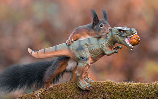 組圖：活潑松鼠與玩具恐龍玩耍的逗趣畫面