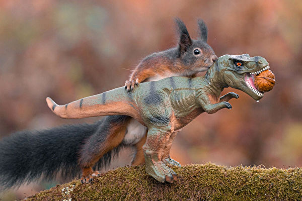 組圖：活潑松鼠與玩具恐龍玩耍的逗趣畫面
