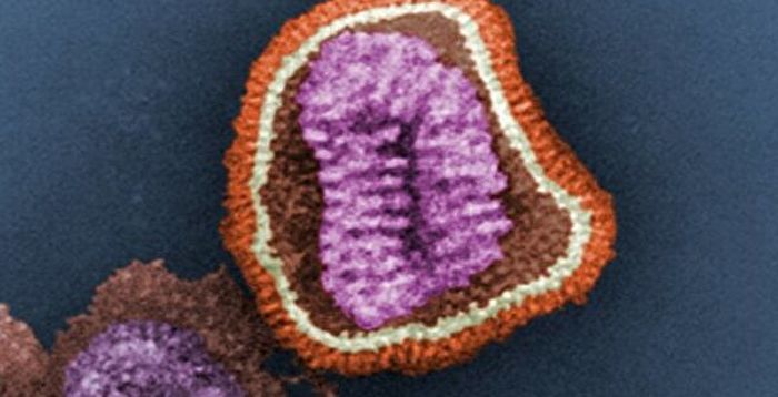新研究可阻断流感病毒在人体细胞内复制