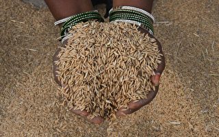 分析：全球粮价飙升 下个涨价会是大米？