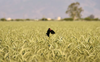 小麦预期收成下调 全球供应紧张恐难缓解
