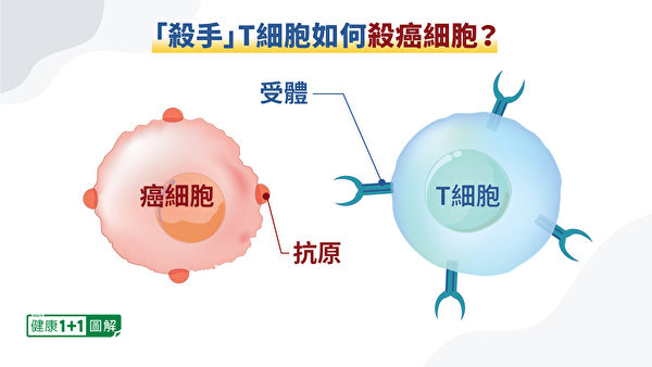 T細胞可以嗅出僅在癌細胞上的抗原——蛋白質或其它分子，進而把癌細胞殺死。（健康1+1／大紀元）