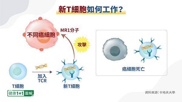 T細胞就是看到MR1，才會對癌細胞進行攻擊。（健康1+1／大紀元）