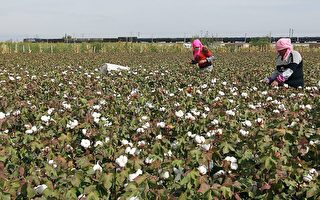 美国海关5月抽查 发现27%织品含新疆棉