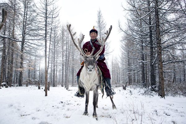 组图：蒙古驯鹿牧民传统而美丽的游牧文化