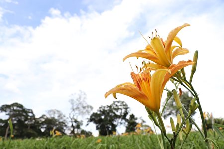 桃園市府連續兩年補助在地種植金針花。