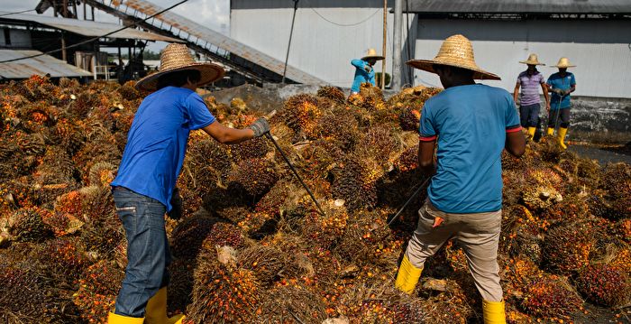 馬來西亞大缺工 棕櫚果沒人採企業被迫棄單 | 移工 | 大紀元