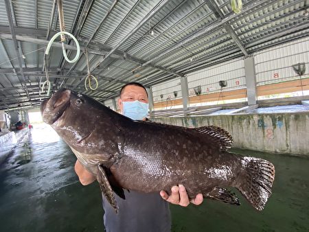 中国以检出禁药为由，13日起暂停输入台湾石斑鱼。图为高雄市永安区1处“龙胆石斑鱼”养殖场之鱼体一景。