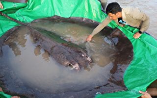 組圖：柬埔寨村民捕獲世上最大淡水魚 重661磅
