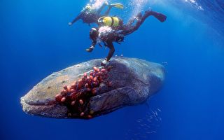 組圖：12米長座頭鯨被困漁網 潛水員勇敢解救