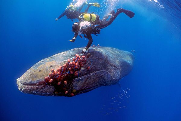 組圖：12米長座頭鯨被困漁網 潛水員勇敢解救