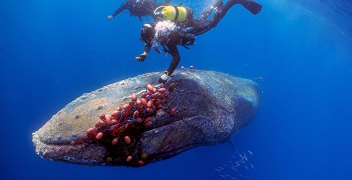 组图：12米长座头鲸被困渔网 潜水员勇敢解救