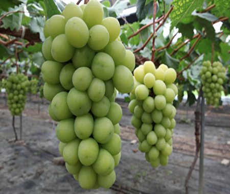 一串大的韩国麝香青葡萄有2磅左右，颗粒大、香味浓，一咬进口里唇齿留香。（露西/大纪元）