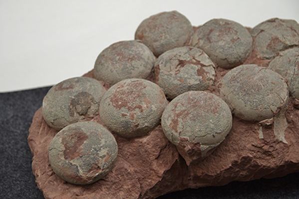 印度发现第一个罕见恐龙蛋中蛋化石