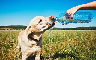 別讓小狗喝太多水 當心牠們「水中毒」