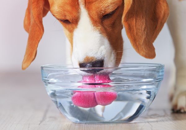 小狗 喝水