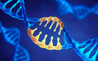 双胞胎有着一样的基因，为何可能一个罹患癌症，另一个却保持健康？(Shutterstock)
