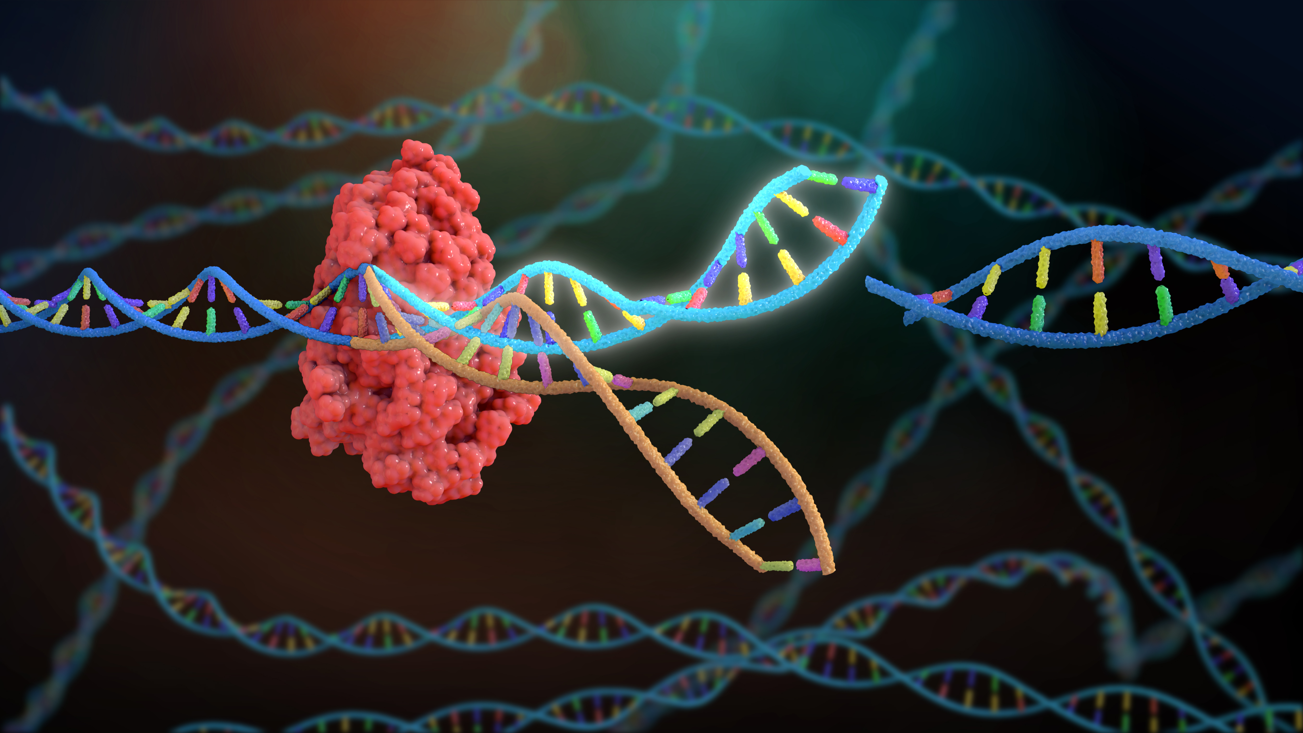 图为CRISPR-Cas9基因编辑示意图。(Shutterstock)