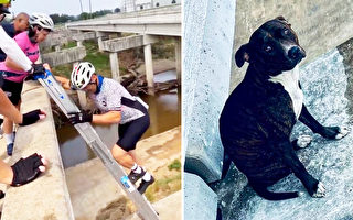 组图：骑行者爱心救下困在桥梁上的狗