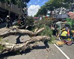 货车撞倒路树压伤骑士 桃园警消急救援