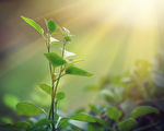 人工光合作用獲突破 植物可在無光環境中生長