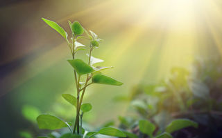 人工光合作用獲突破 植物可在無光環境中生長