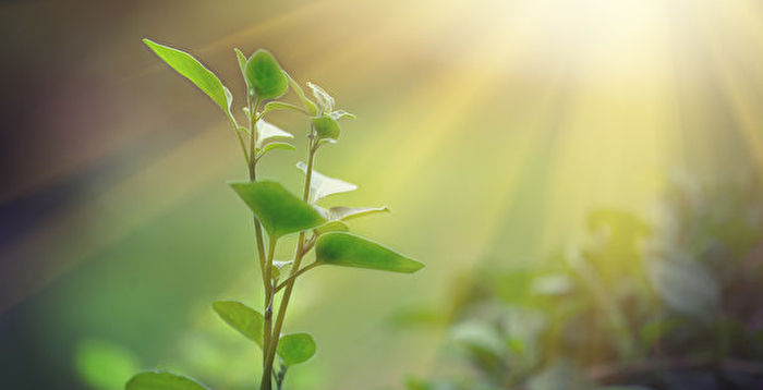 人工光合作用获突破 植物可在无光环境中生长