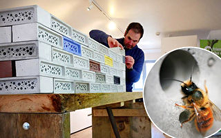 英国公司推出多孔蜜蜂砖 为独居蜂提供家园