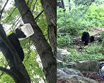 頭部卡在塑膠桶裡 美國小熊幸運獲救