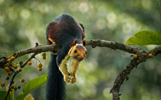 组图：色彩斑斓的印度巨松鼠 罕见又美丽