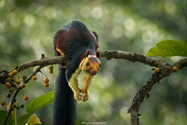 組圖：色彩斑斕的印度巨松鼠 罕見又美麗
