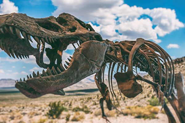 7600萬年前恐龍化石 蘇富比月底拍賣