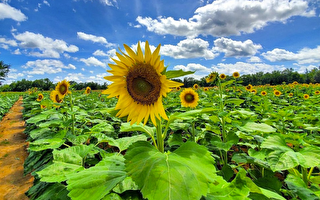 阿拉巴馬州向日葵園2022 年已開放