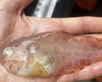 科學家在海洋探險中發現罕見深海透明魚