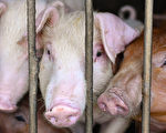 中国非洲猪瘟再起 北方产区感染面或达50%