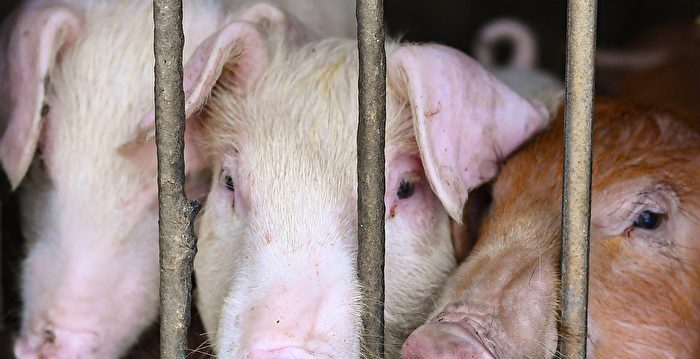 中国非洲猪瘟再起 北方产区感染面或达50%