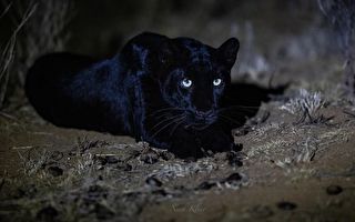 组图：罕见的黑豹夜景特写 尽显优雅霸气