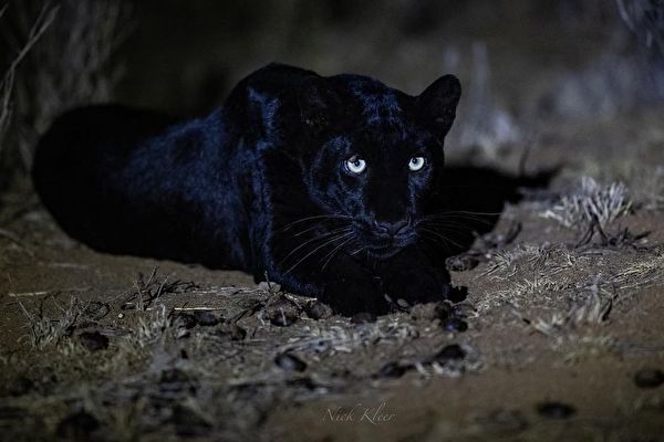 組圖：罕見的黑豹夜景特寫 盡顯優雅霸氣