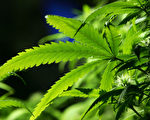 加拿大大麻合法化之后 非法活动仍猖獗