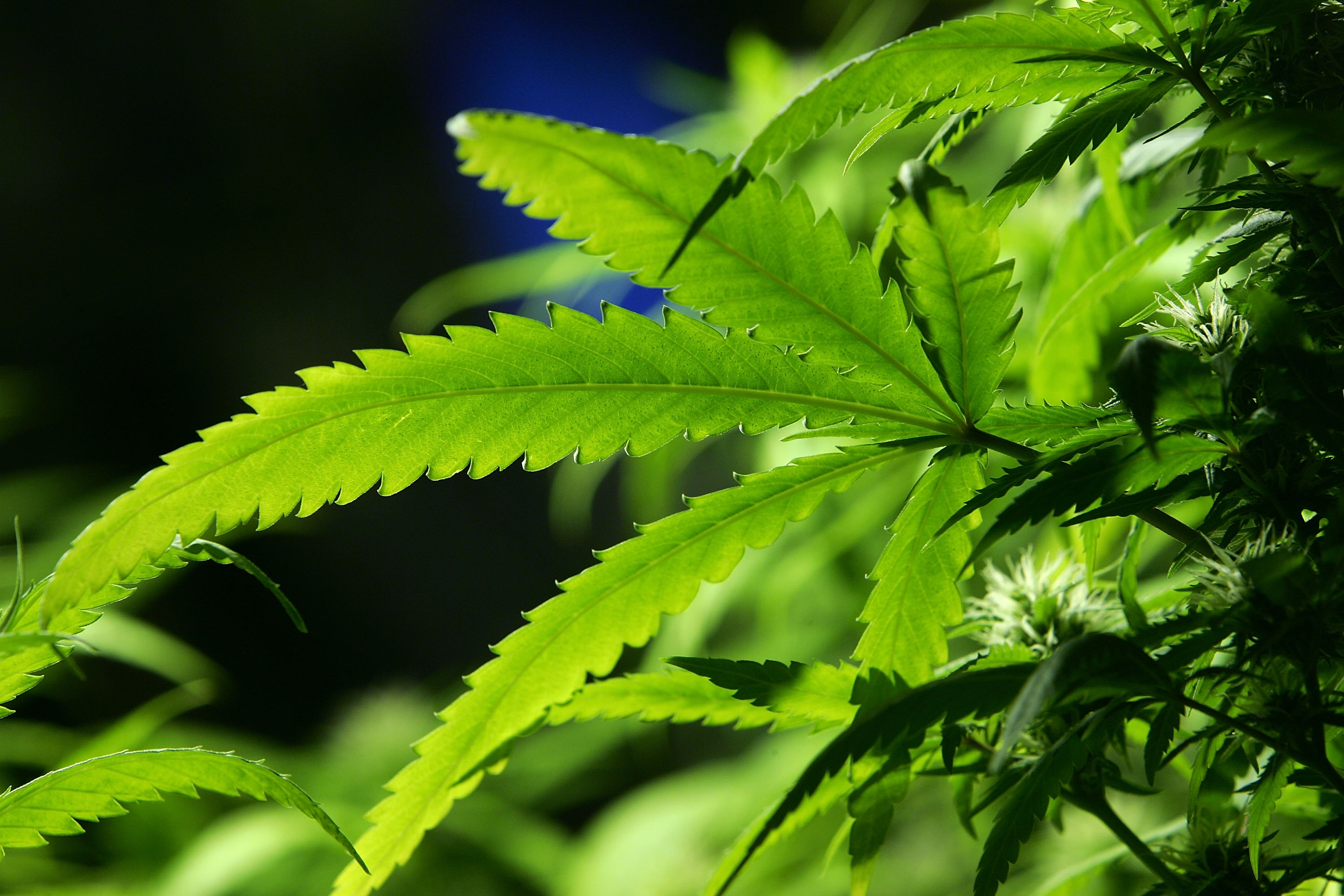 纽约市警察局不再测试警察是否使用大麻 毒品 检测 大纪元