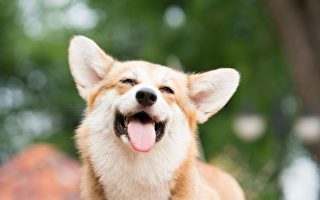 专家：小狗不会像人用嘴笑 它们用尾巴笑