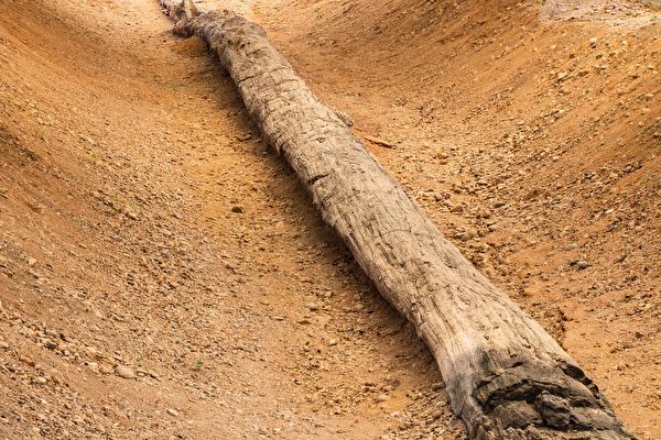 泰國出土12萬年前70米長石化樹幹 創紀錄