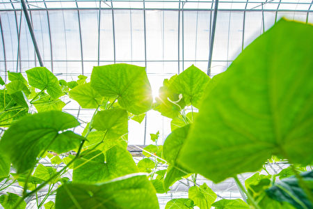 耿赫智能農場採用智慧科技種植，讓作物在最適合的條件下生長。