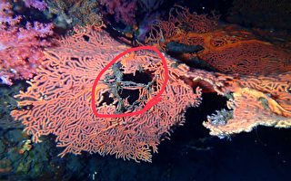 大海扇遭人為破壞 潮境保育區珊瑚在哭泣