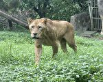 六福村動物新朋友 10月壽山開園見
